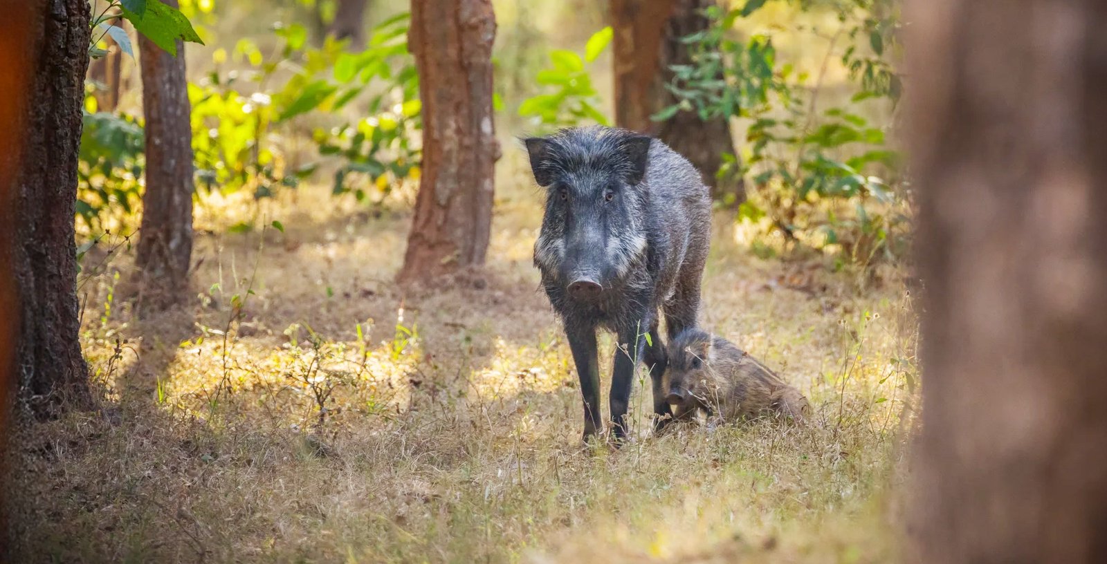 Kanha National Park