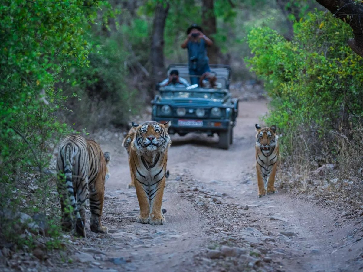 Ranthambore National Park: A Royal Wilderness Odyssey in 2026